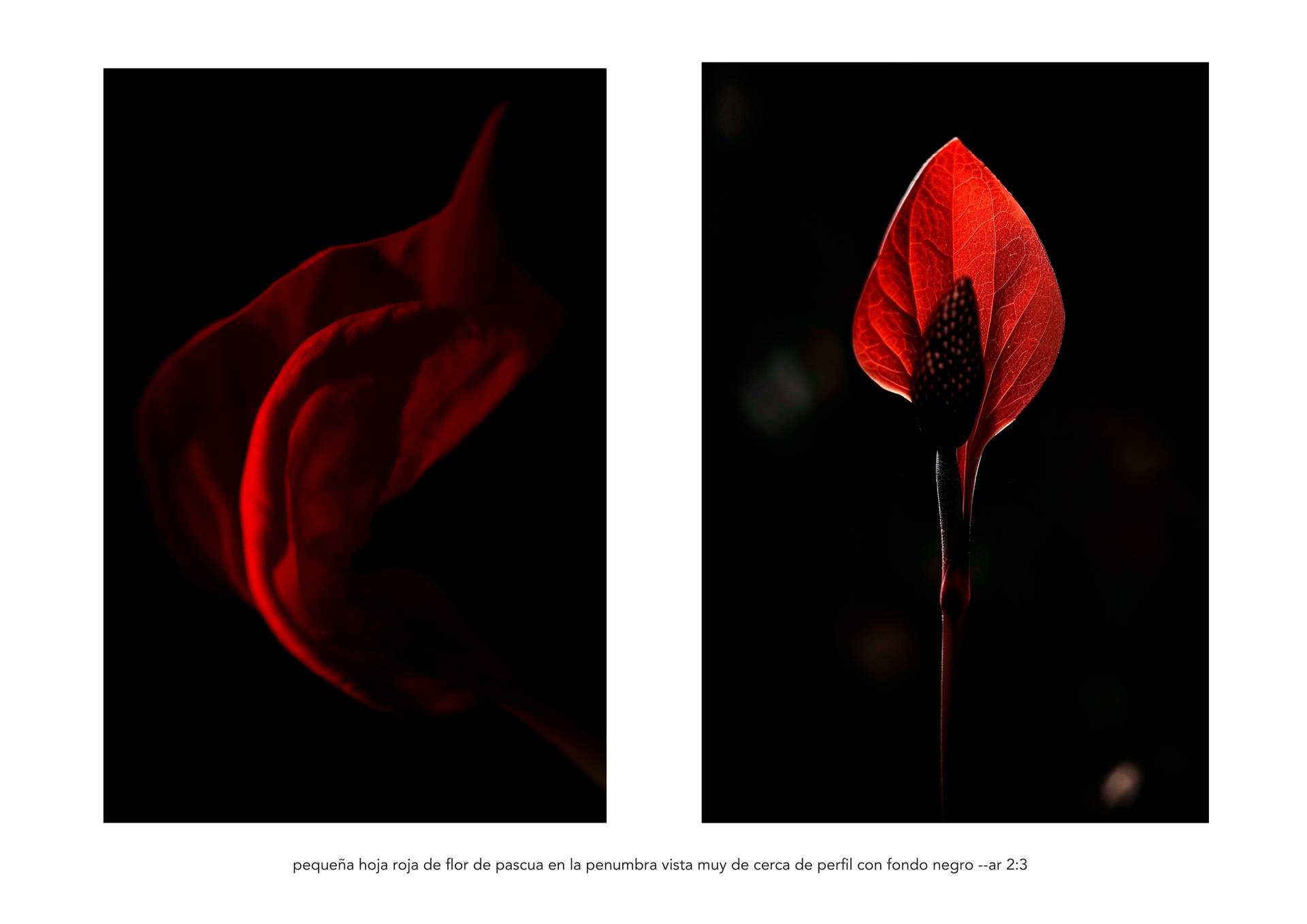 Flor de Pascua